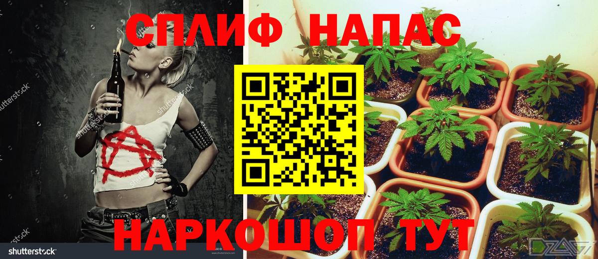 Конопля семена Энгельс